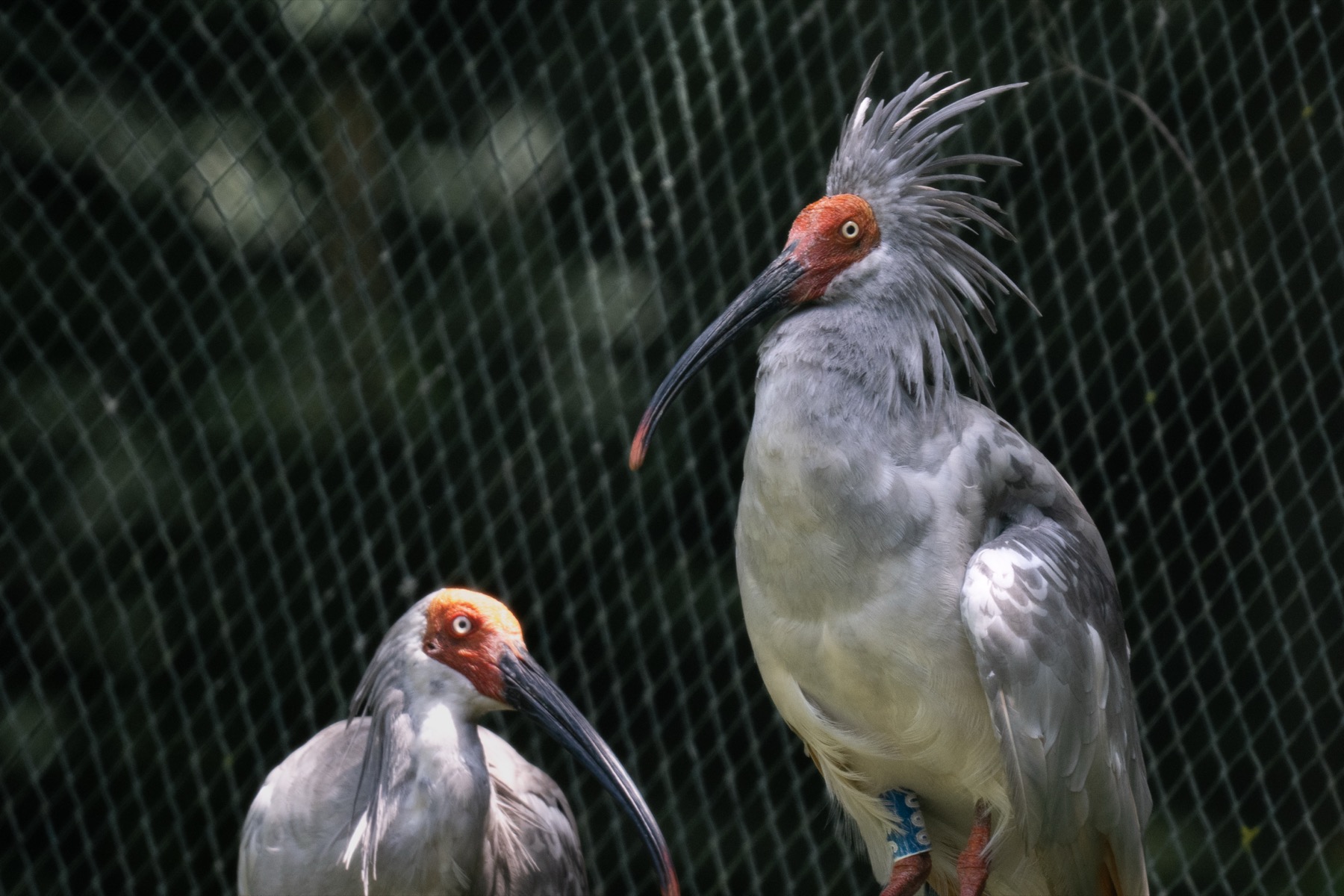 Crested ibis in Ningshan 1